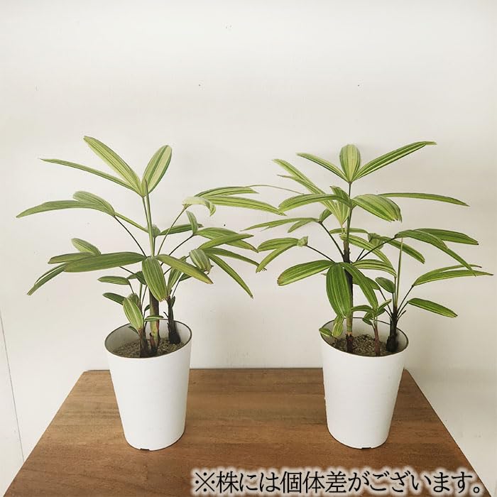 Amazon｜観葉植物 斑入り 観音竹 綾錦 カンノンチク 4号鉢 観葉植物